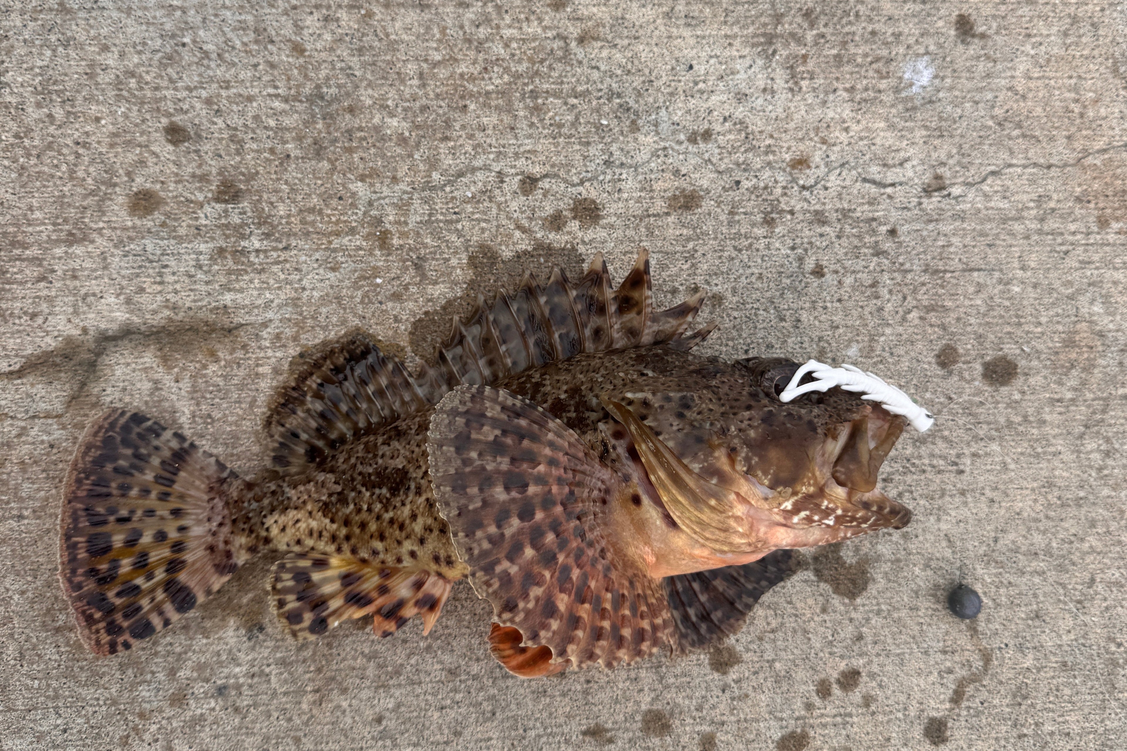 Sculpin on Sea Bug 1904 Lure Co